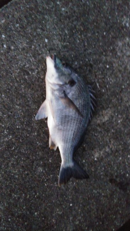 人ゴミさけて！