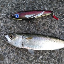 青物はどこへ？