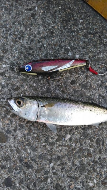 青物はどこへ？