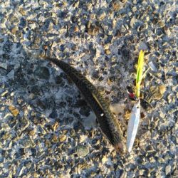 さば、さば、さば・・・・