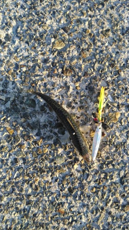 さば、さば、さば・・・・