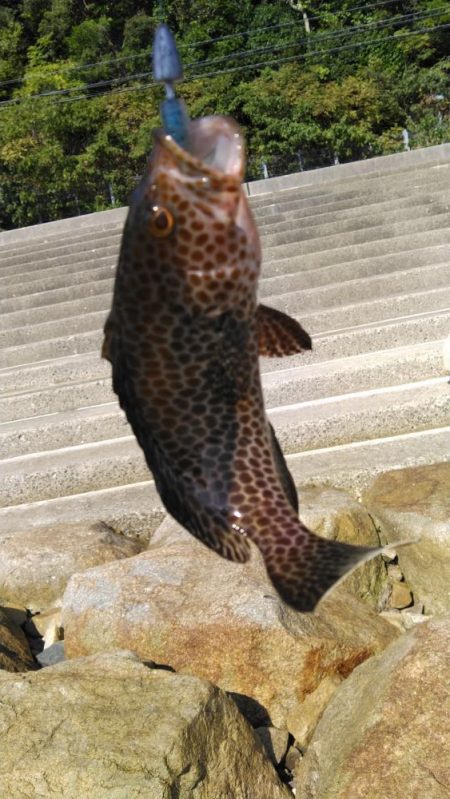 タチウオ他狙い