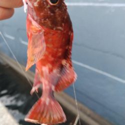 タチウオ他狙い