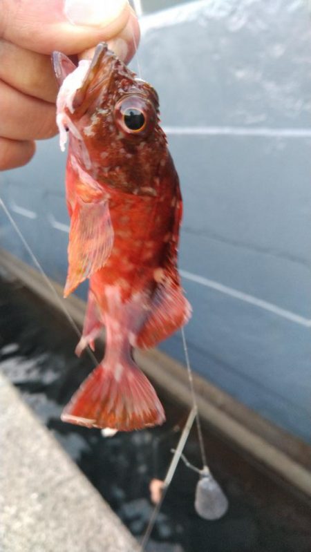 タチウオ他狙い