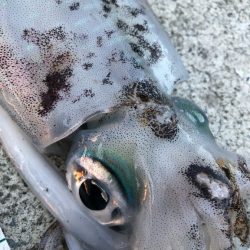 2022 佐渡ヶ島エギング 36回目【10月26日】