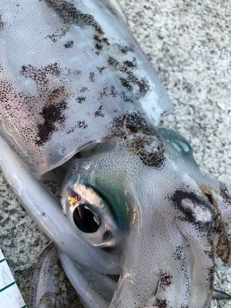 2022 佐渡ヶ島エギング 36回目【10…