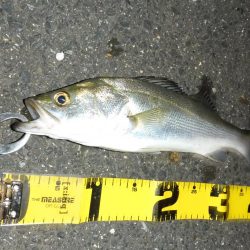 満潮時の浅場攻略