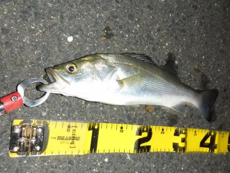 満潮時の浅場攻略