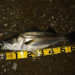 落ちアユパターン狙い