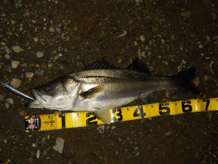 落ちアユパターン狙い