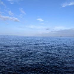 サワラ　ｷﾀ━━━━(ﾟ∀ﾟ)━━━━!!