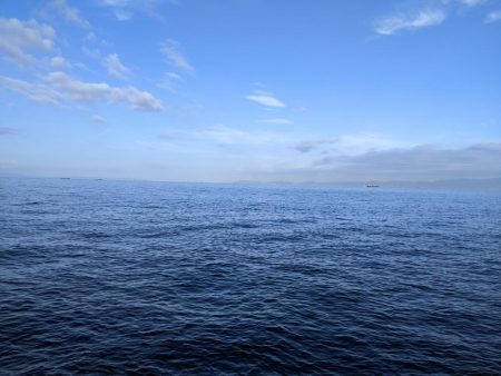 サワラ　ｷﾀ━━━━(ﾟ∀ﾟ)━━━━!!