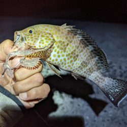 ここでも小さいながらも本命ゲット