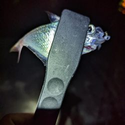 名前のわからん魚が…