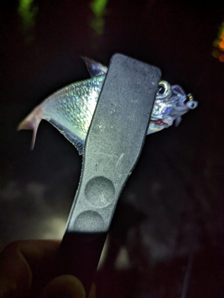 名前のわからん魚が…