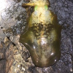 2022 佐渡ヶ島エギング 20回目【9月30日】