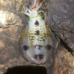 2022 佐渡ヶ島エギング 19回目【9月29日】