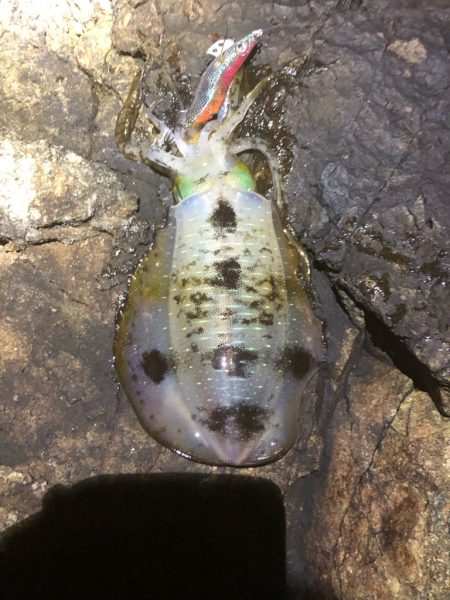 2022 佐渡ヶ島エギング 19回目【9月29日】