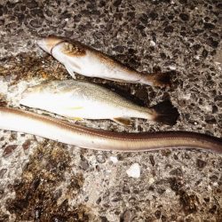 海の中でもハロウィンパーティー