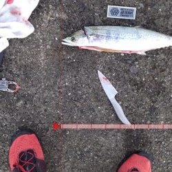 ショアジギングでサゴシ、飲ませでメジロ