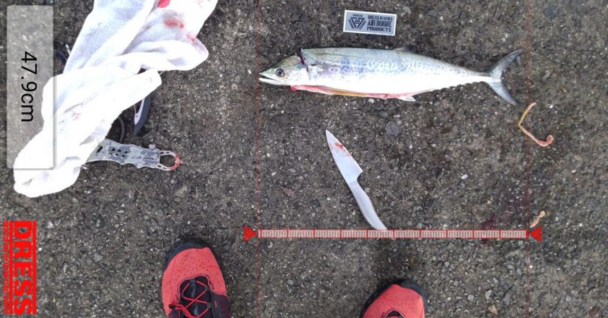 ショアジギングでサゴシ、飲ませでメジロ