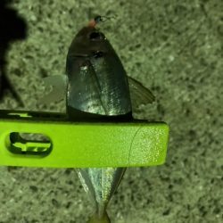 エギング、アジング