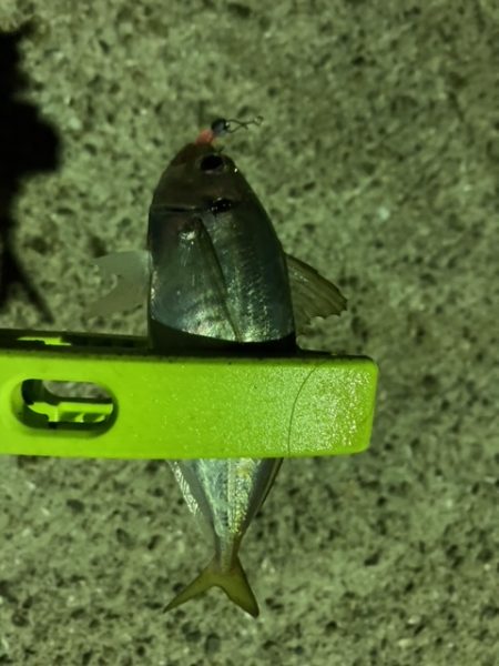 エギング、アジング