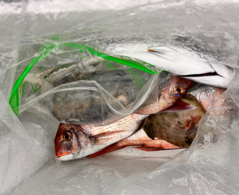 色々と釣れました