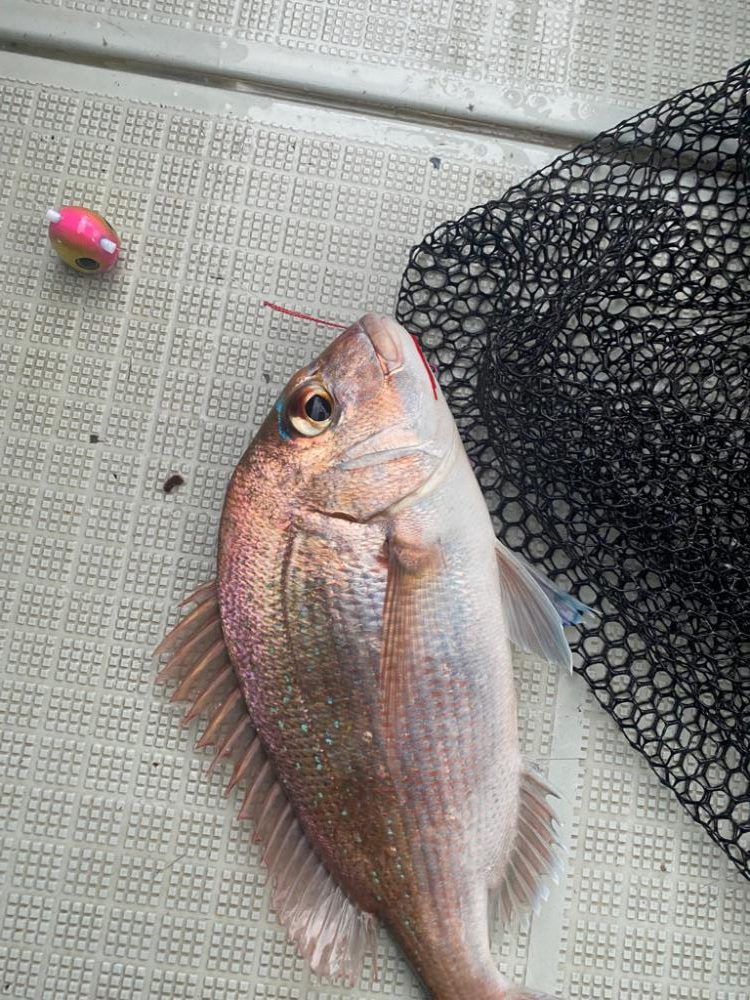 人生初タイラバ！