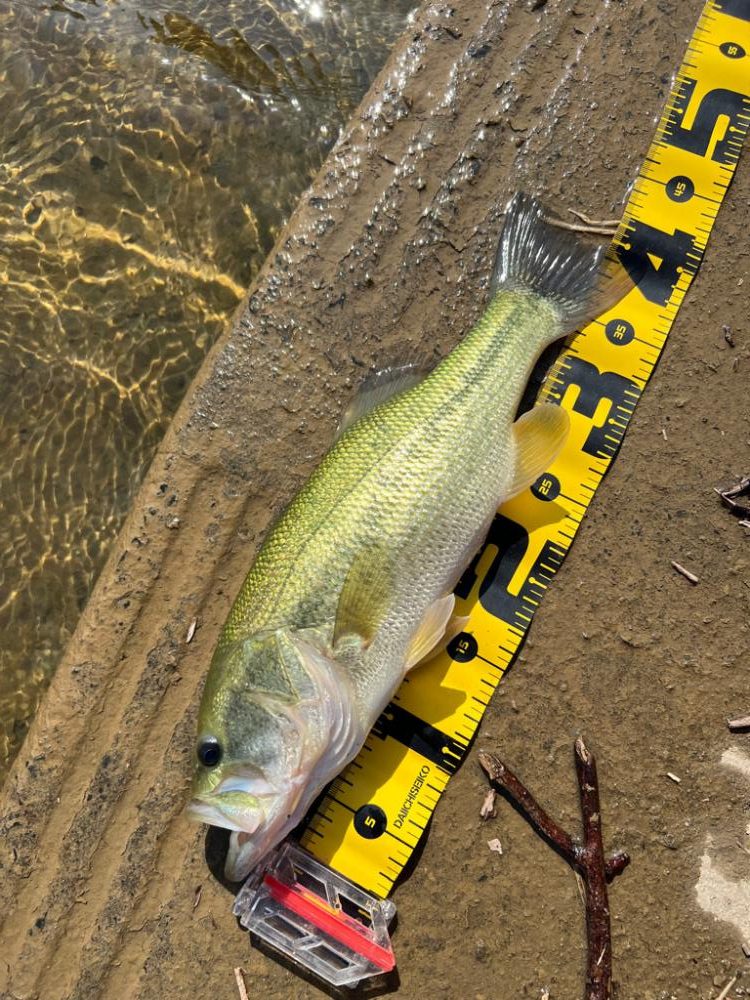 久しぶりの大隅湖🐟