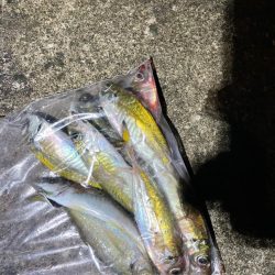 アジングでぼちぼち