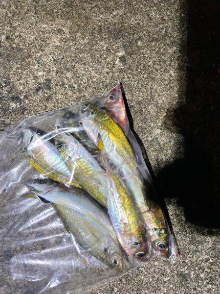 アジングでぼちぼち