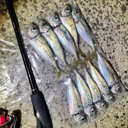 女子2人でエギング&アジング♪