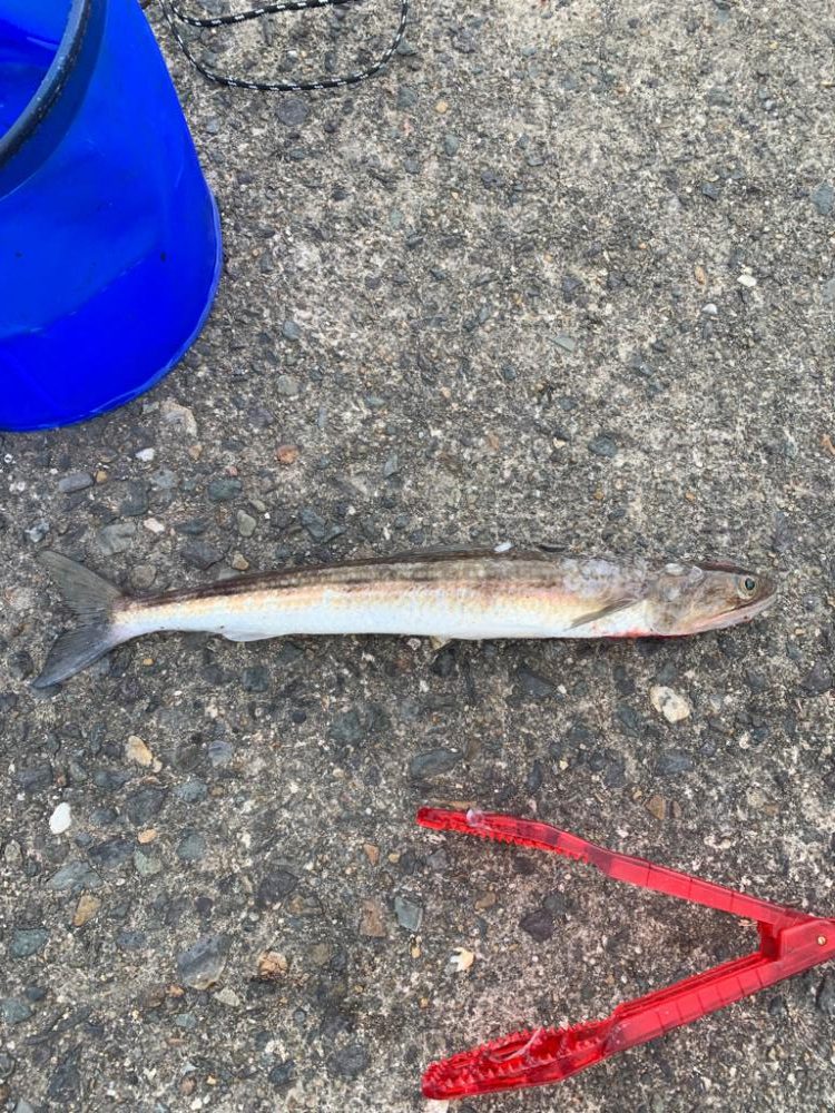 青物回ってきてました