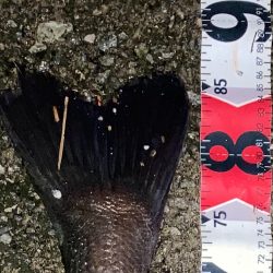 大和川ランカーシーバス