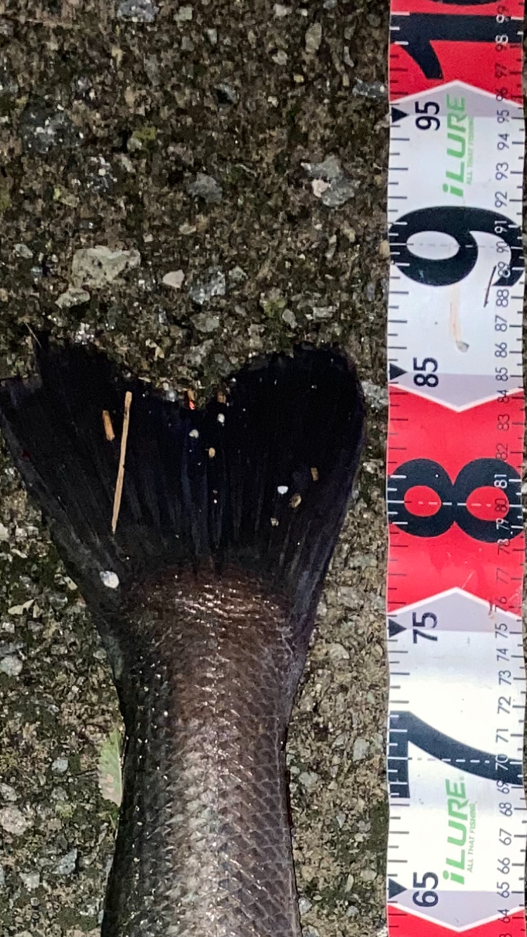 大和川ランカーシーバス