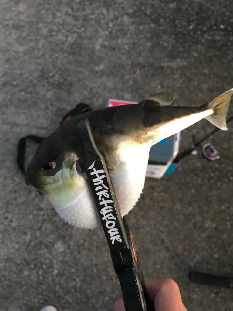 早朝尺鯵狙い….