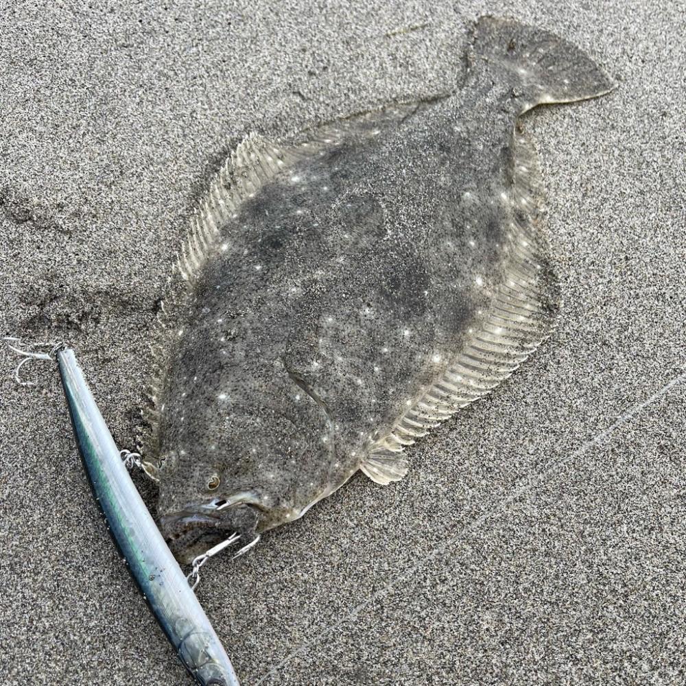 鳥とナブラがハンパない！