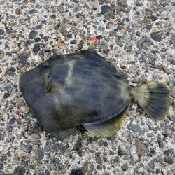 やった！カワハギ釣れた(^^)v