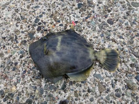 やった！カワハギ釣れた(^^)v