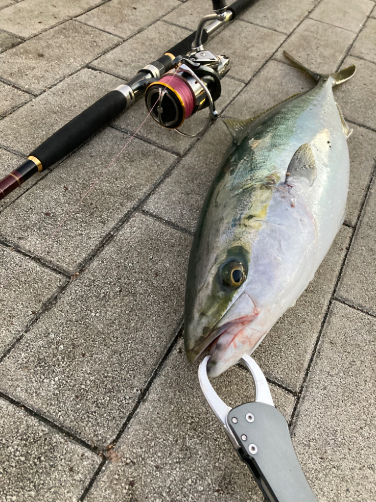 ⭐︎NOカワハギDAY