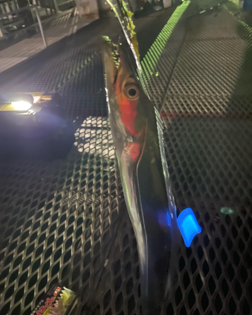 とっとパーク小島でタチウオ爆釣！！