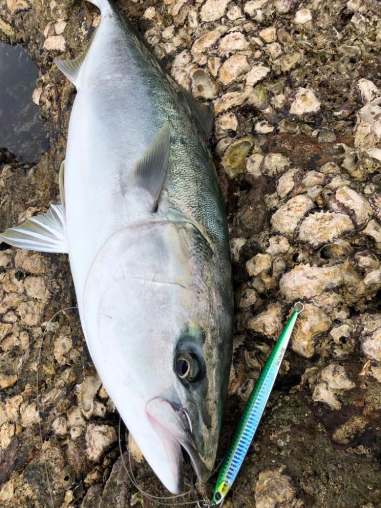地磯でまさかの大物