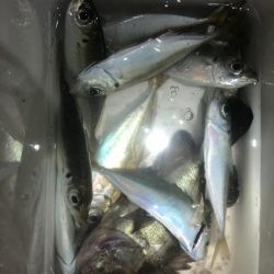 ライトゲーム弁当のために