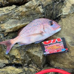 秋磯でフカセ釣り