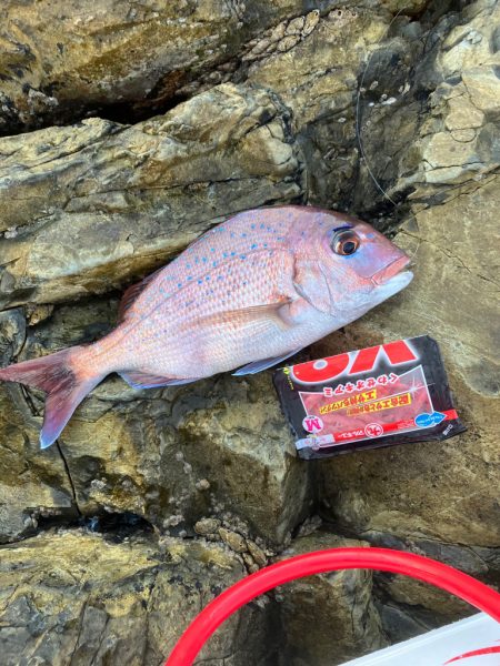 秋磯でフカセ釣り