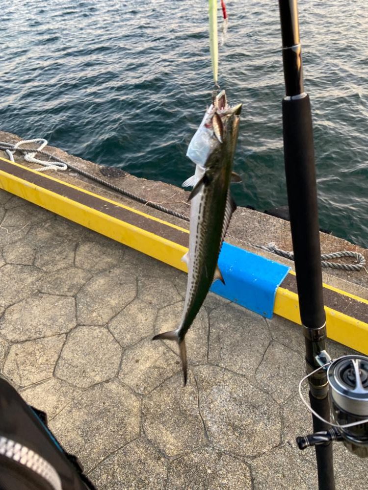 朝のサゴシ　全員安打