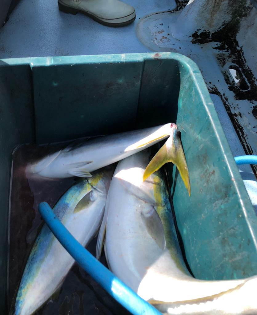 明石は流れないと渋いです