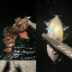 気難しいお豆ちゃん