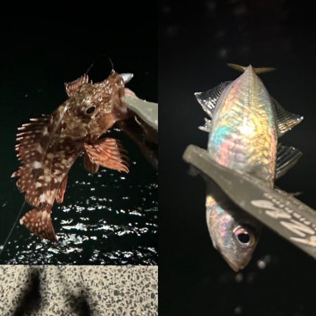 気難しいお豆ちゃん